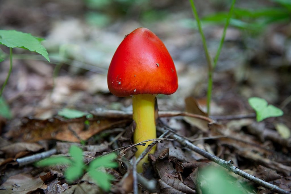 Amanita jacksonii 