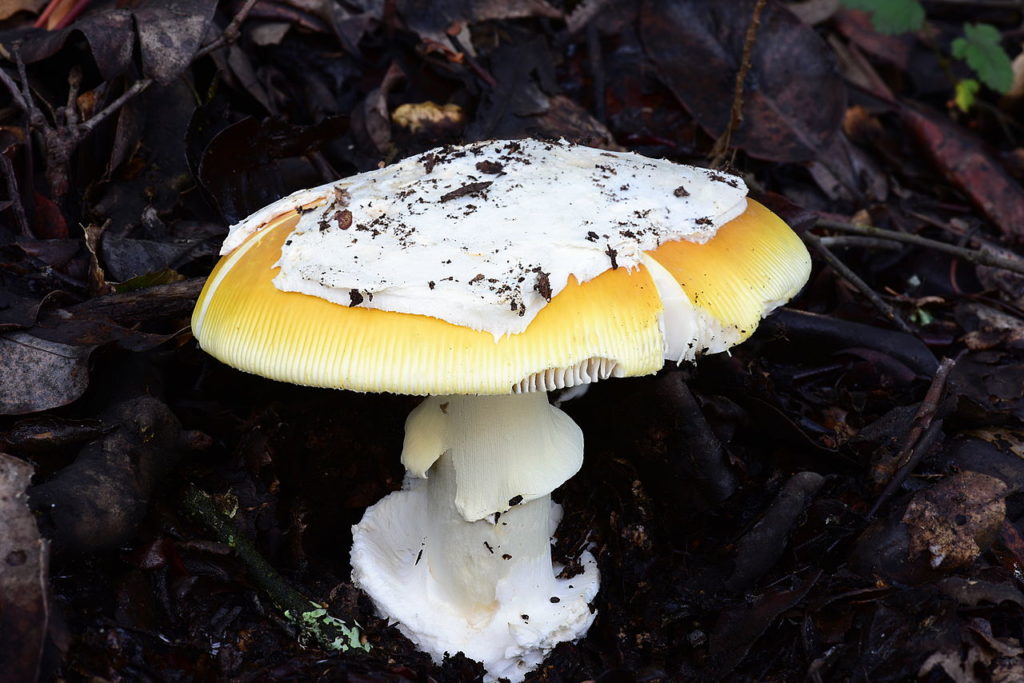 Amanita calyptroderma