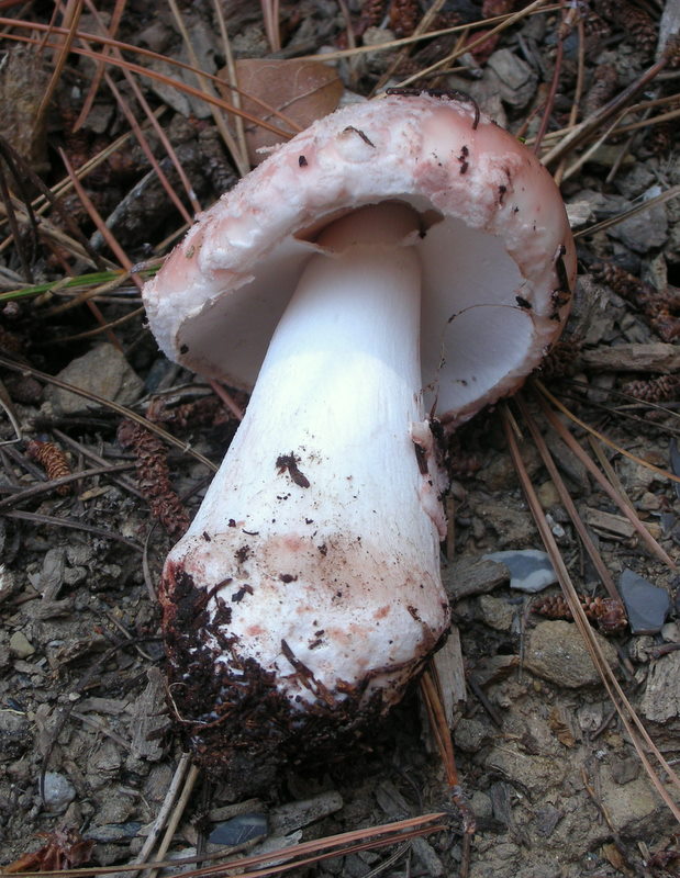 Amanita novinupta