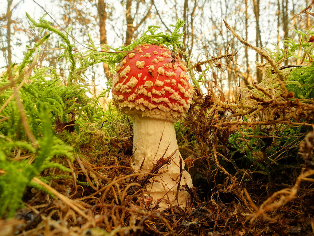 Amanita muscaria