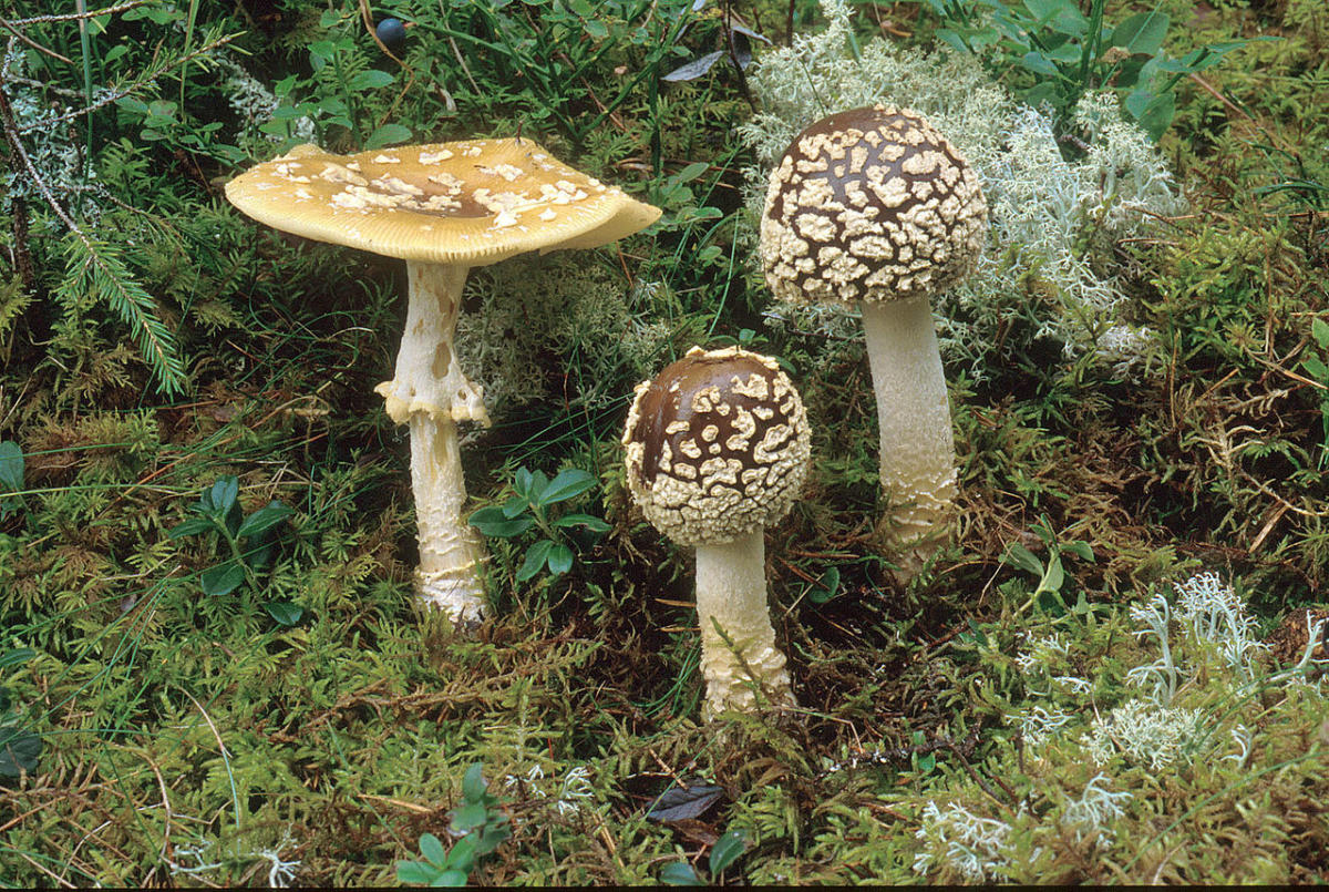 Amanita regalis