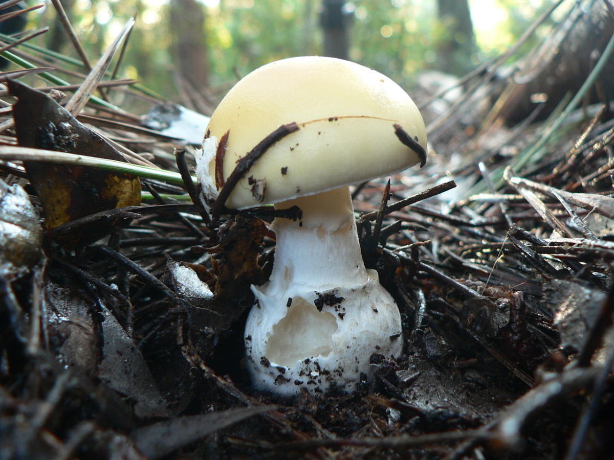 Amanita gemmata