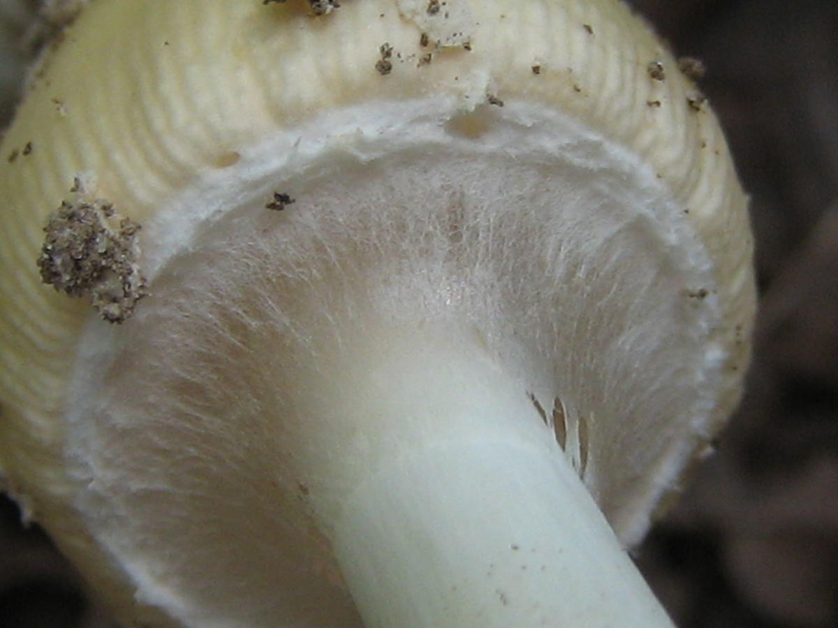 Amanita velatipes