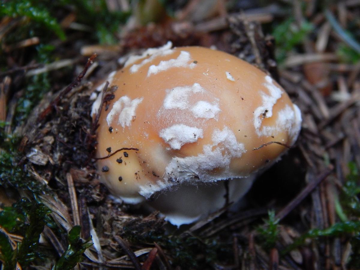 Amanita gemmata