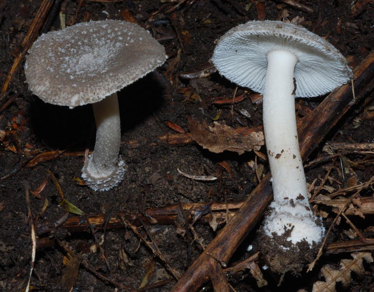 Amanita nehuta