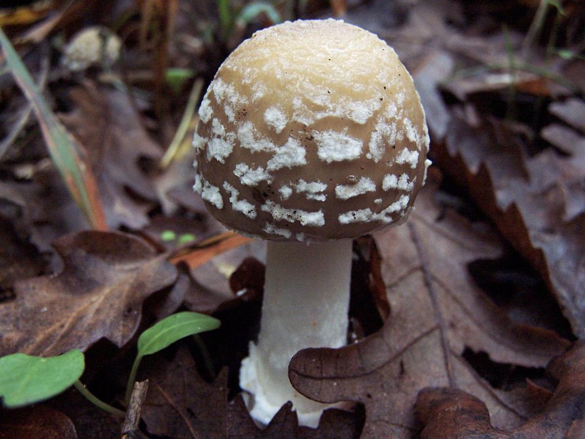 Amanita pantherina