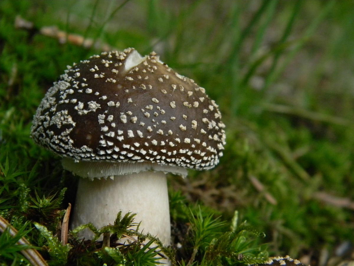 Amanita pantherina