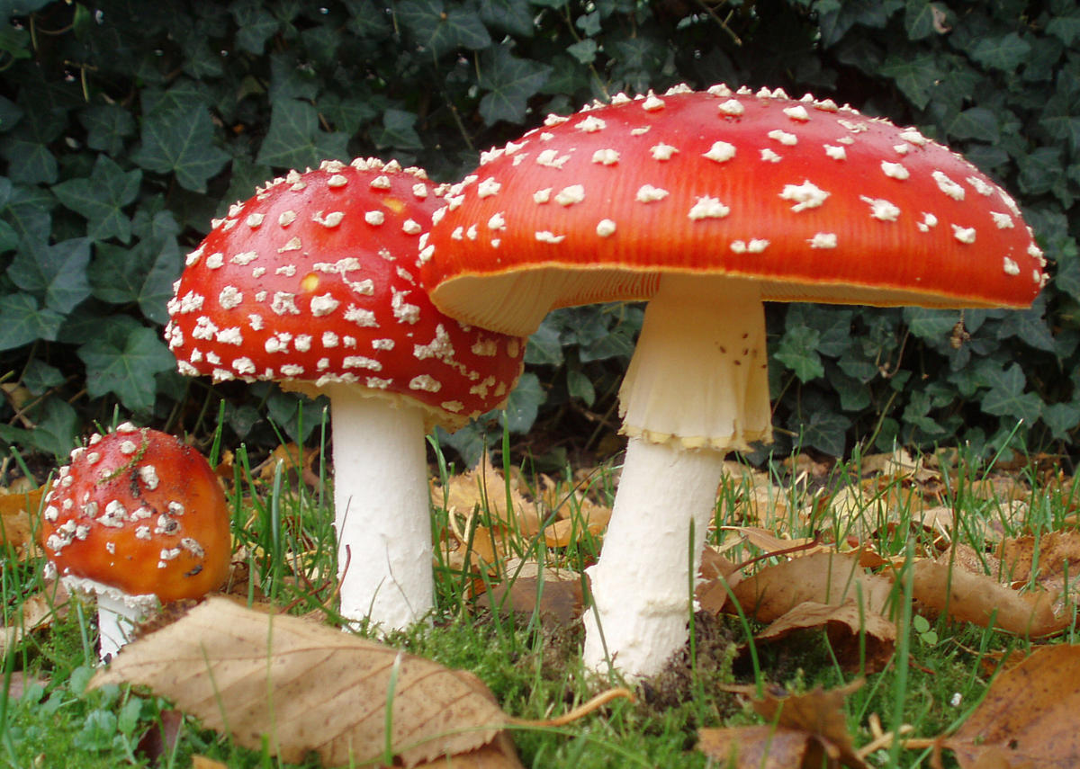 Amanita muscaria