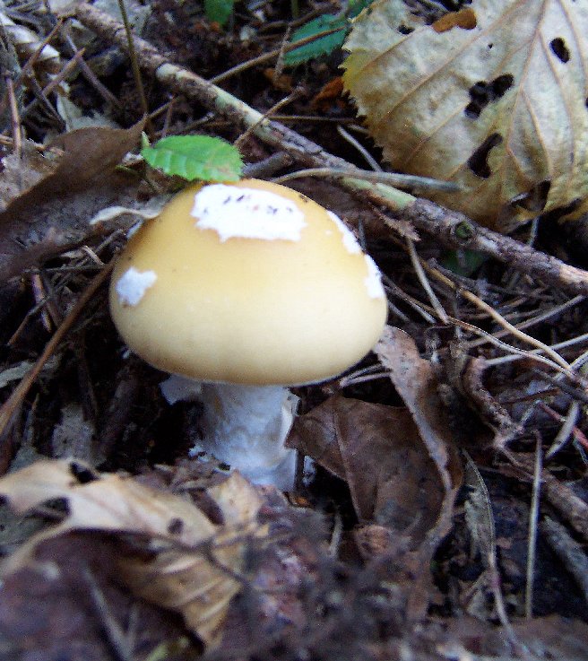 Amanita gemmata