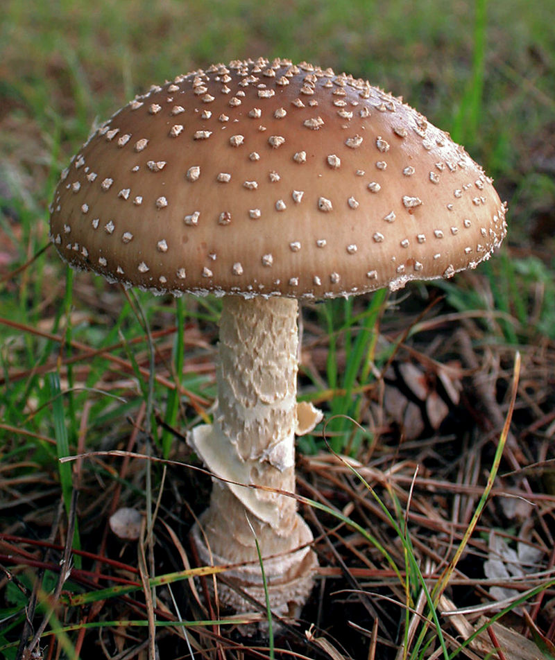 Amanita pantherina