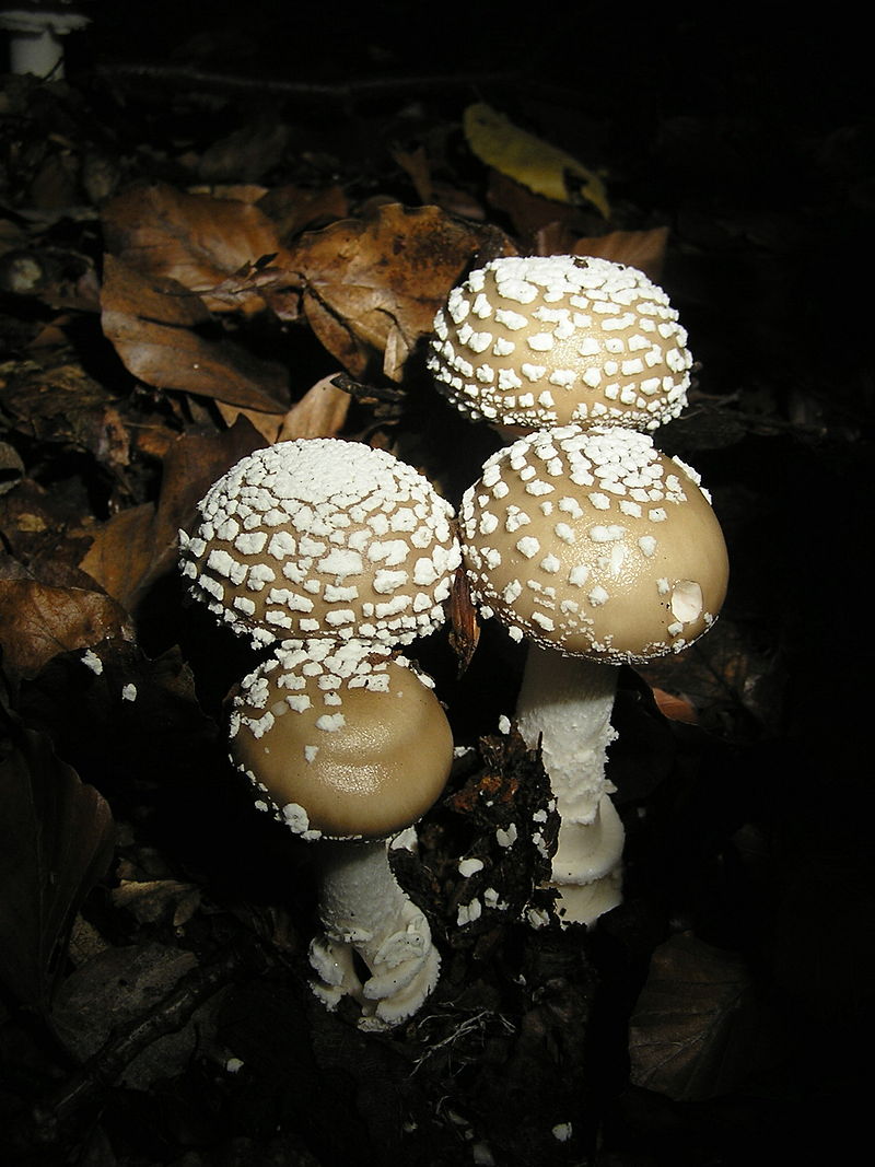 Amanita pantherina