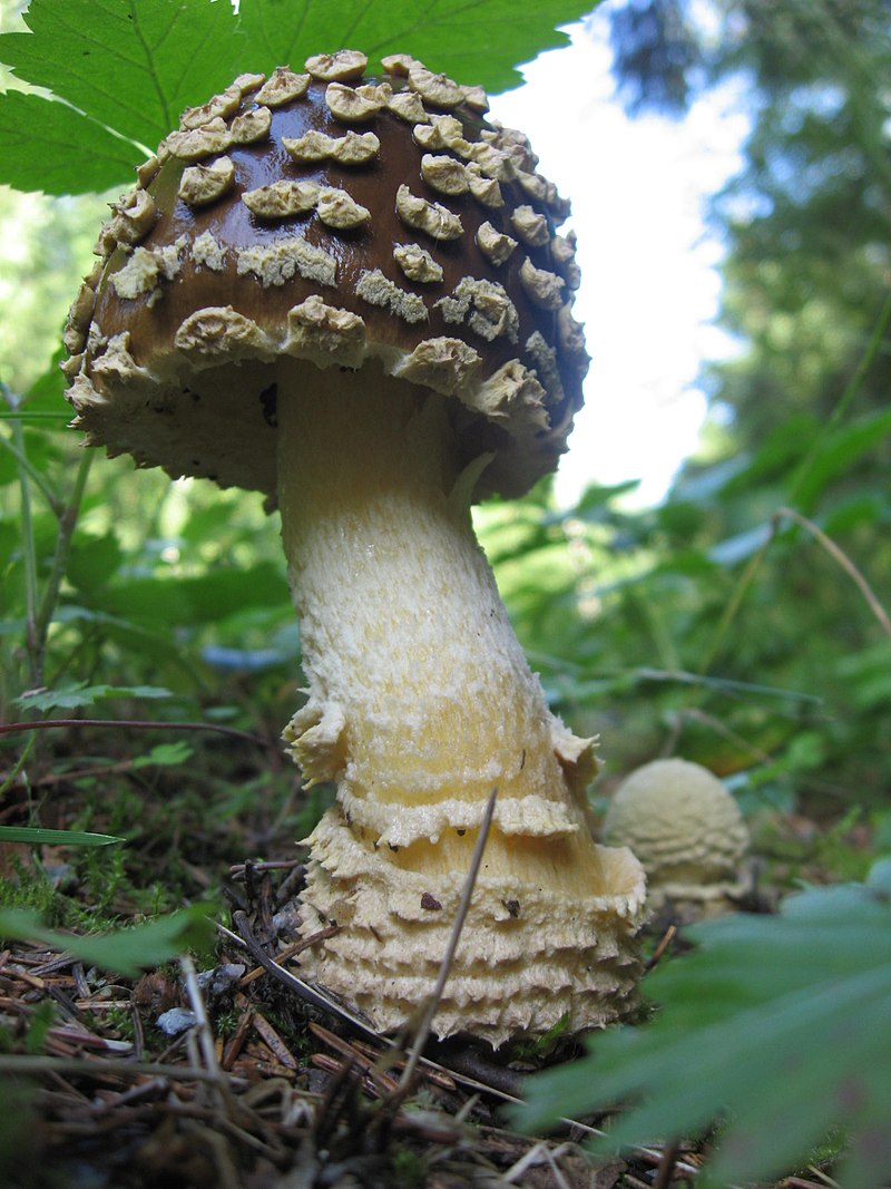 Amanita regalis