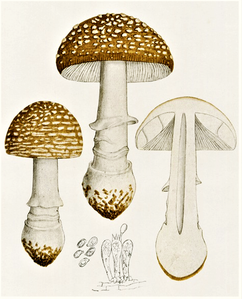 Amanita pantherina