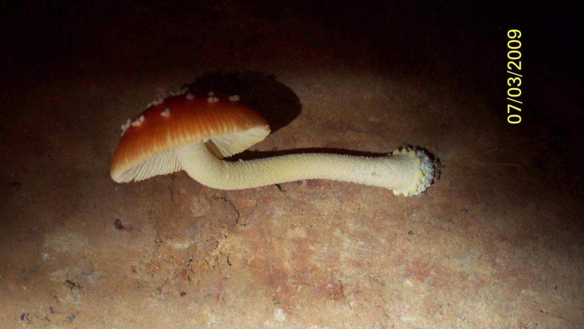 Amanita parcivolvata