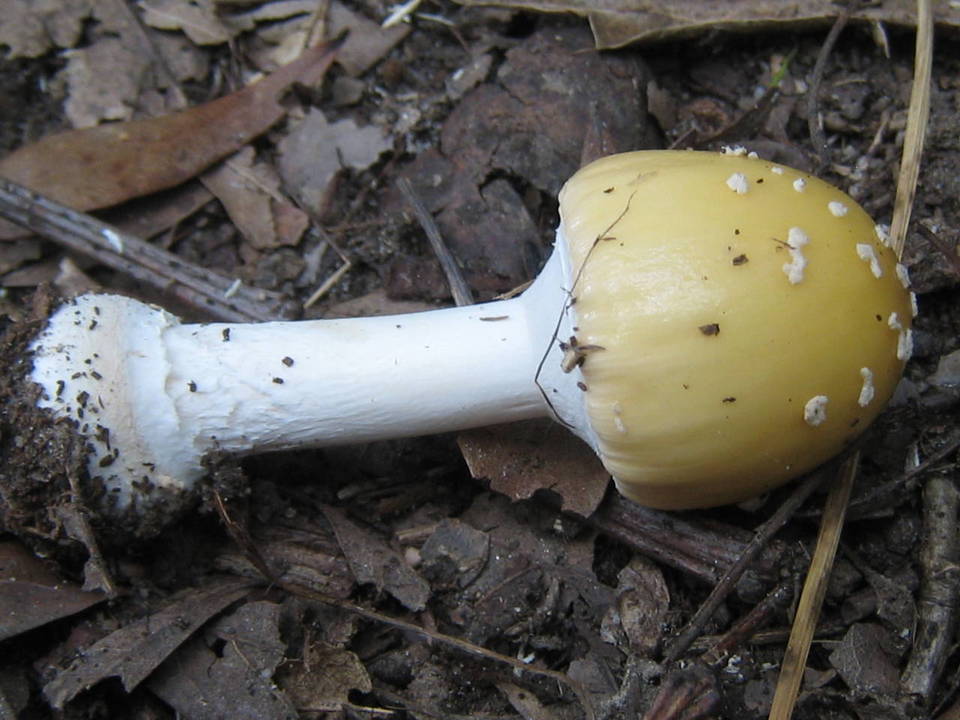 Amanita velatipes