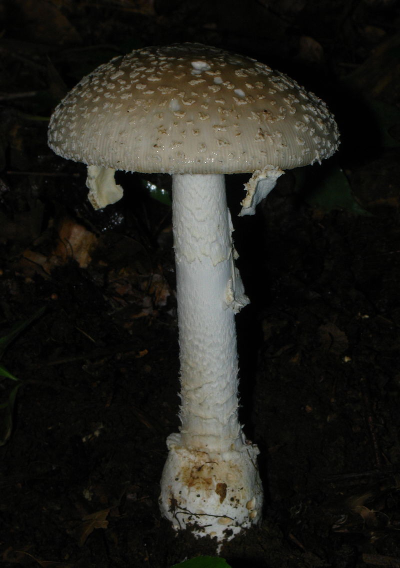 Amanita multisquamosa