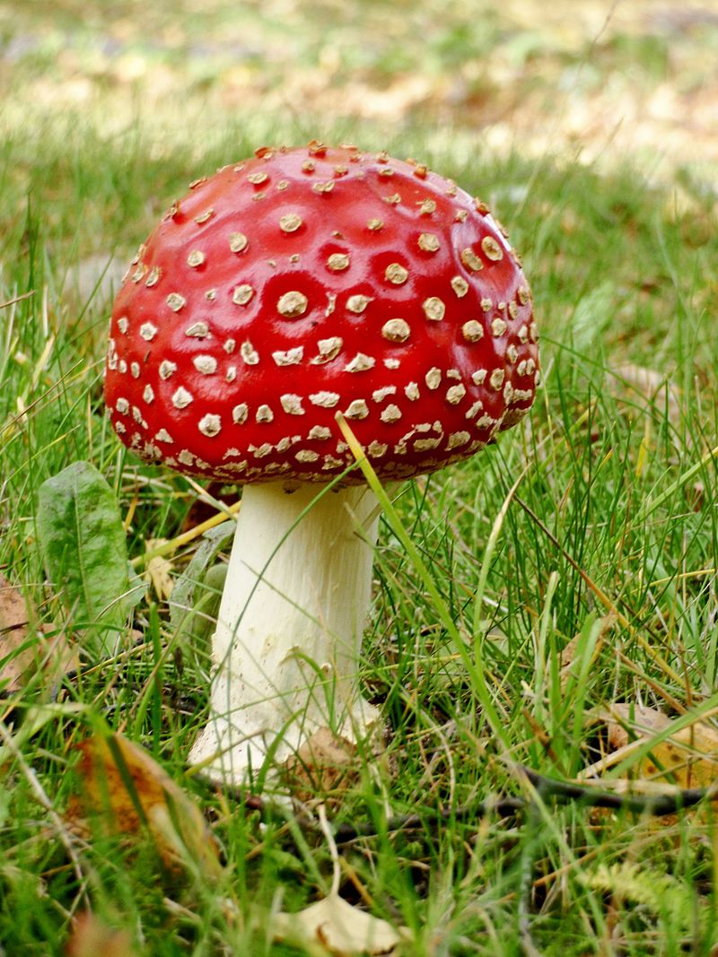 Amanita muscaria