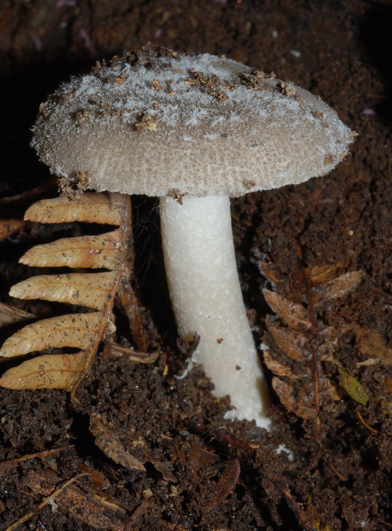 Amanita nehuta