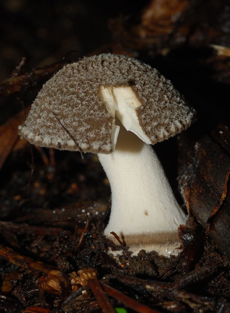 Amanita nehuta