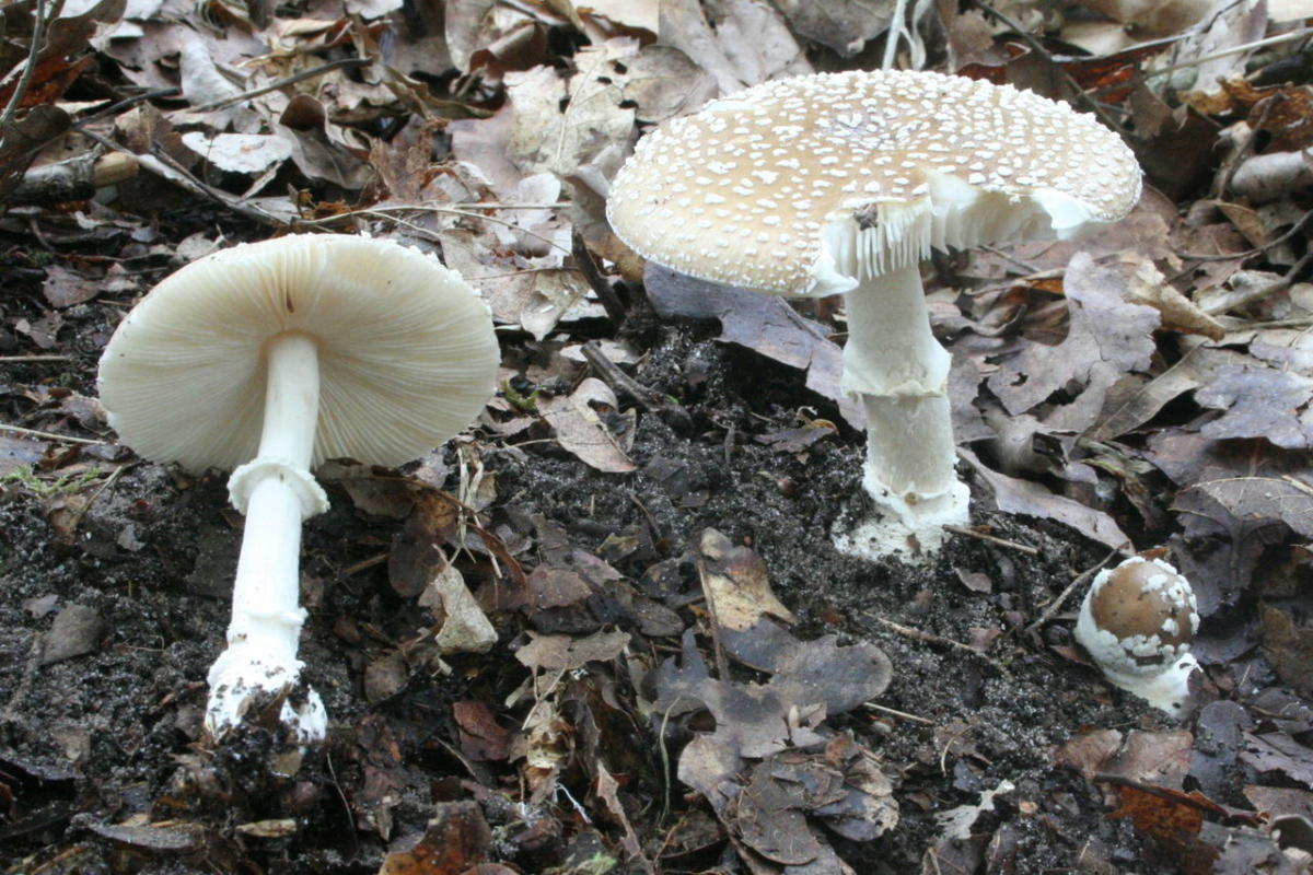 Amanita pantherina