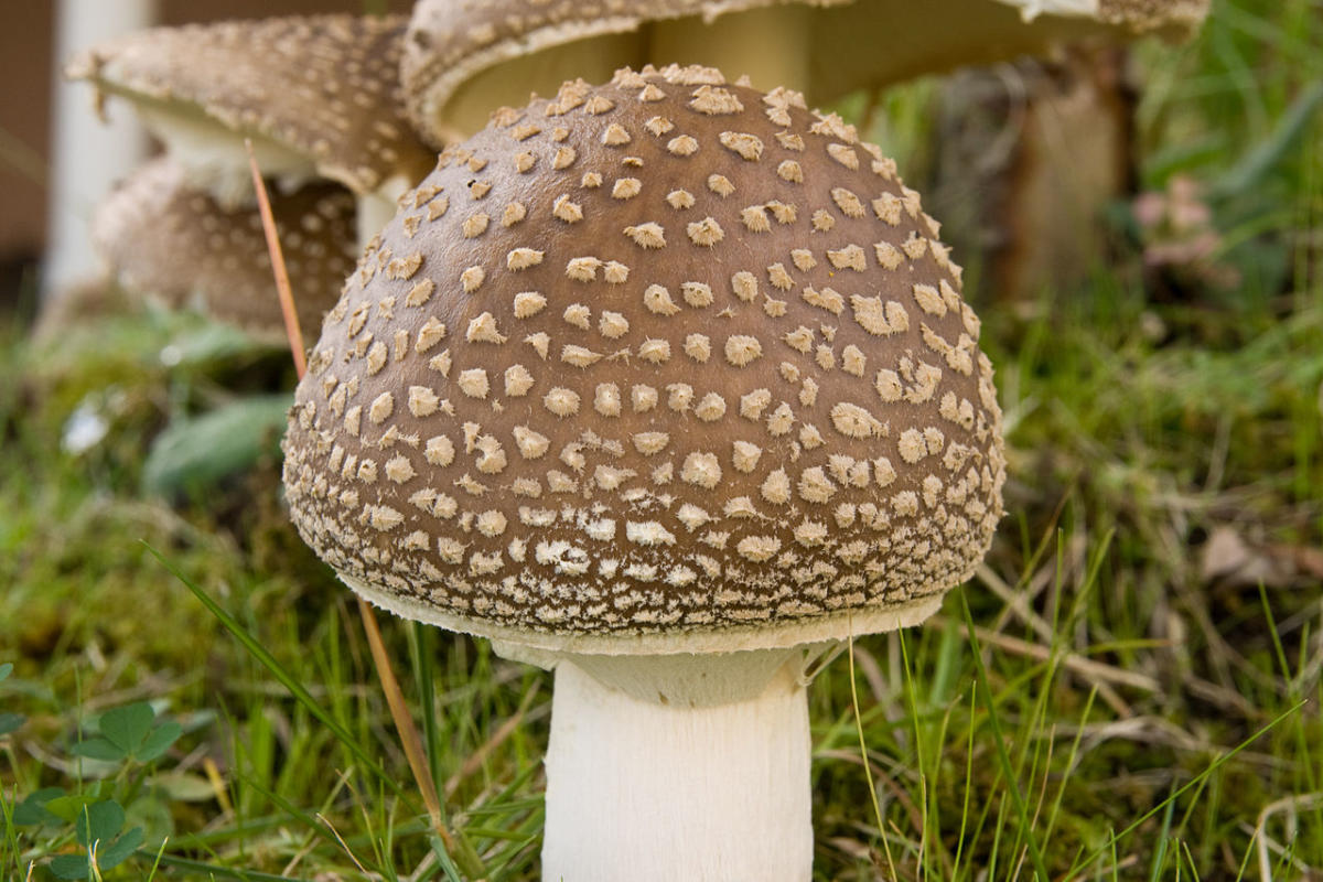 Amanita pantherina