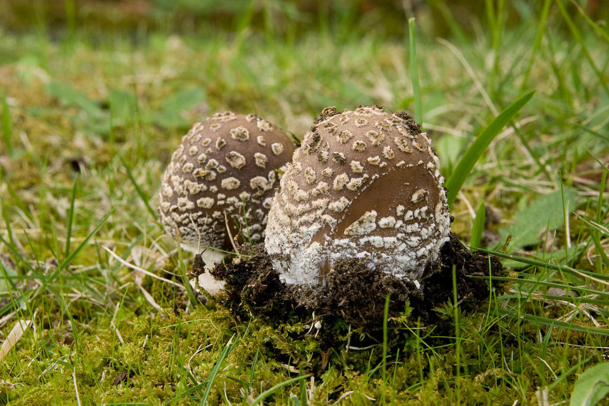 Amanita pantherina