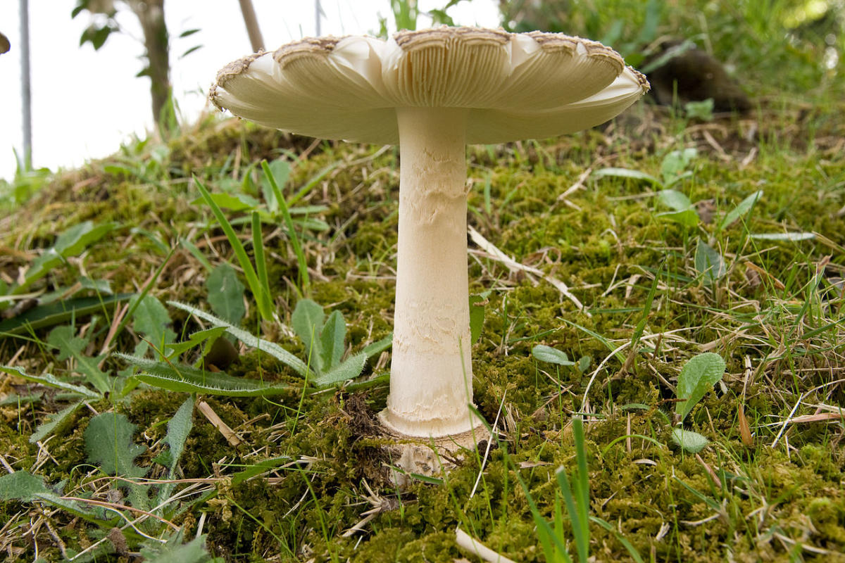 Amanita pantherina