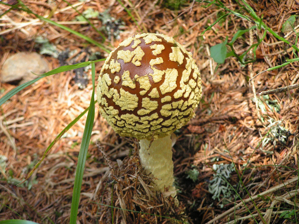 Amanita regalis