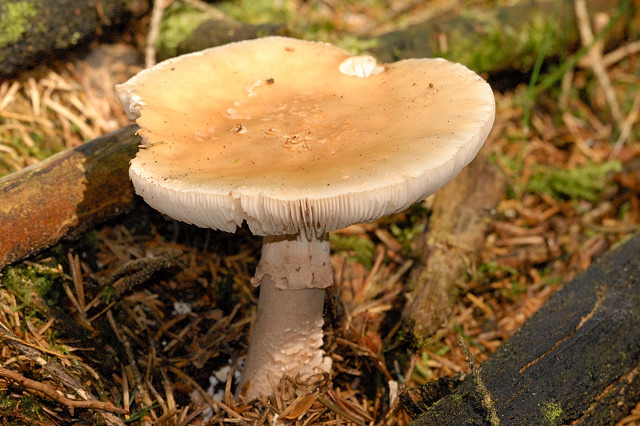 Amanita gemmata