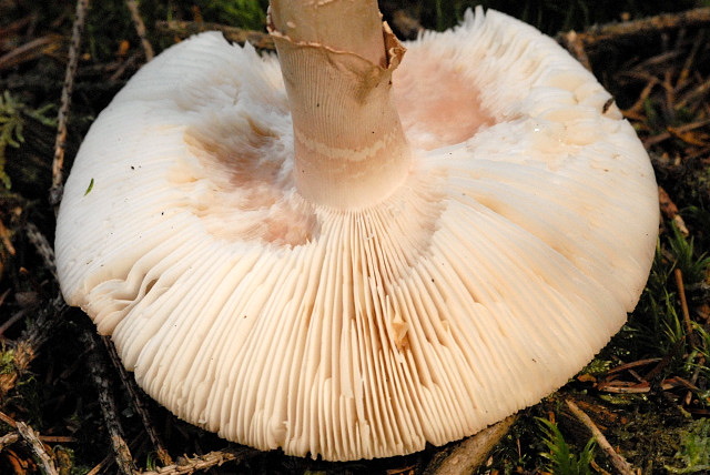 Amanita gemmata