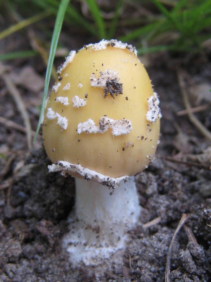 Amanita velatipes