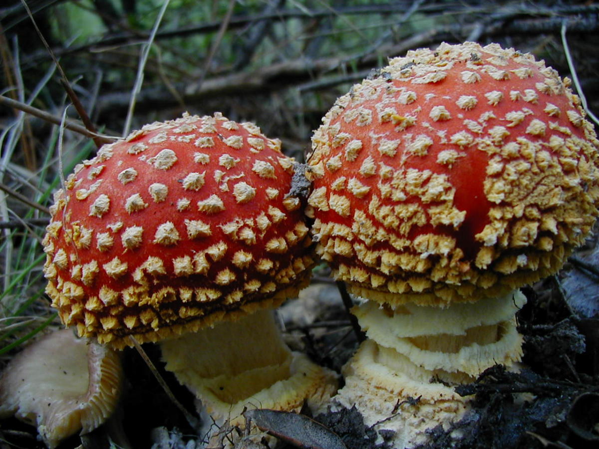 Amanita muscaria