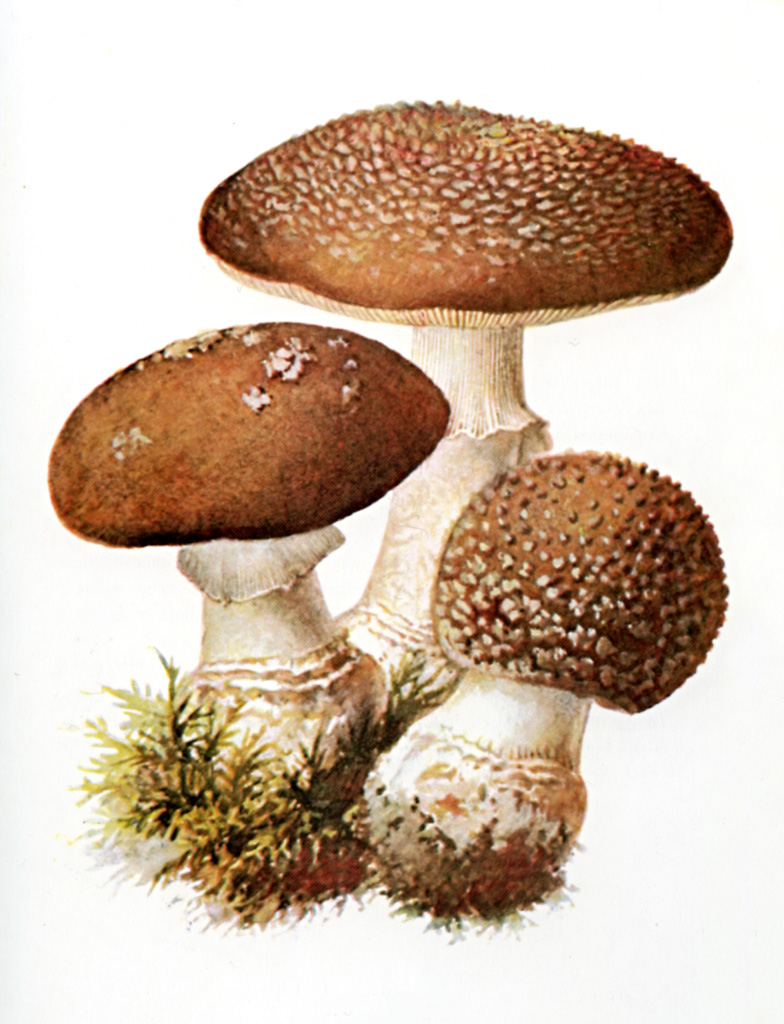 Amanita pantherina