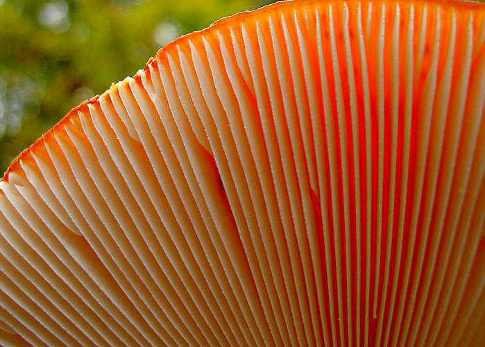 Amanita muscaria