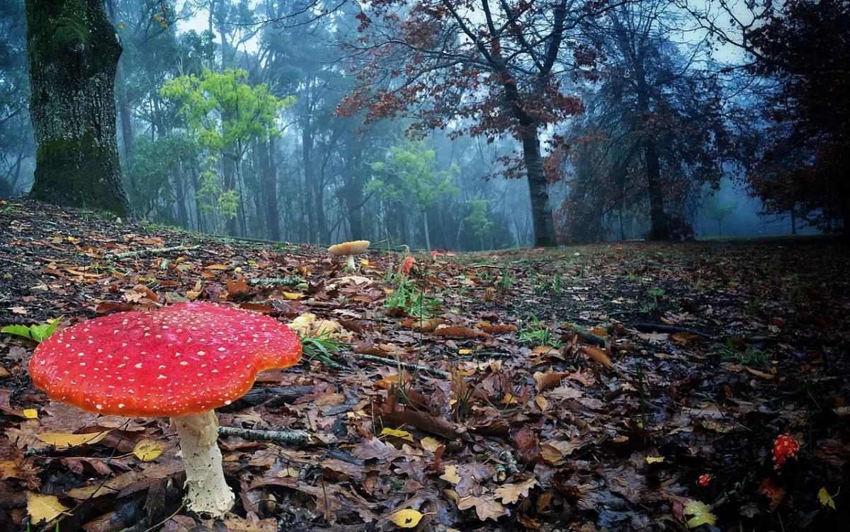 Amanita muscaria