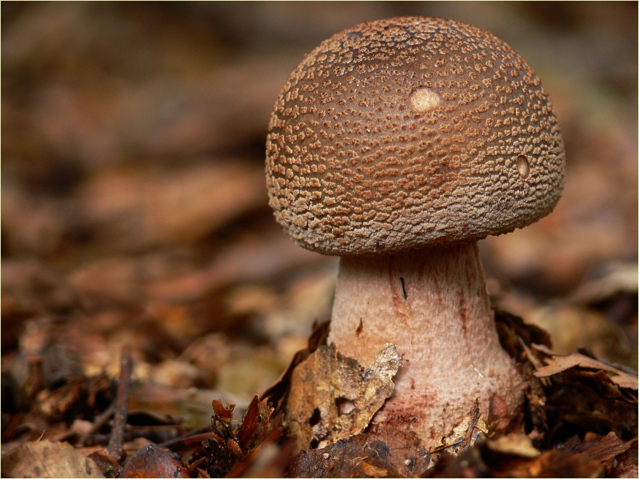 Amanita rubescens