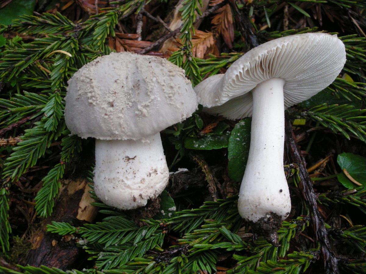 Amanita farinosa